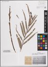 Foto von Salix elaeagnos Scop. x Salix viminalis L.